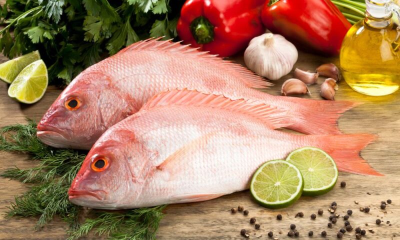 Red snapper